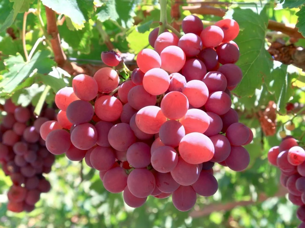 Perry Perry Fruit Catalogue — Perrys Fruit & Nut Nursery